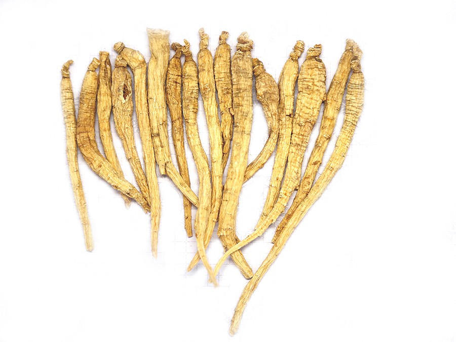 American ginseng main root