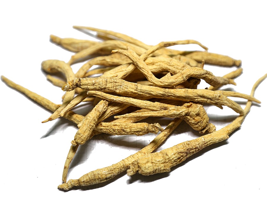 American ginseng main root