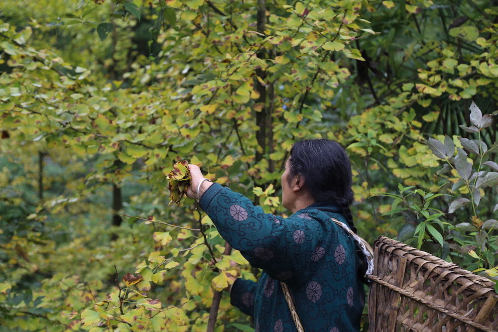 Ginkgo leaf-Wild collected 2019(图1)