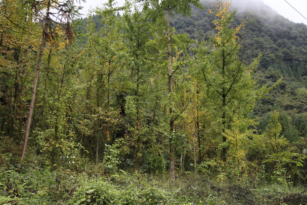 Ginkgo leaf-Wild collected 2019(图2)